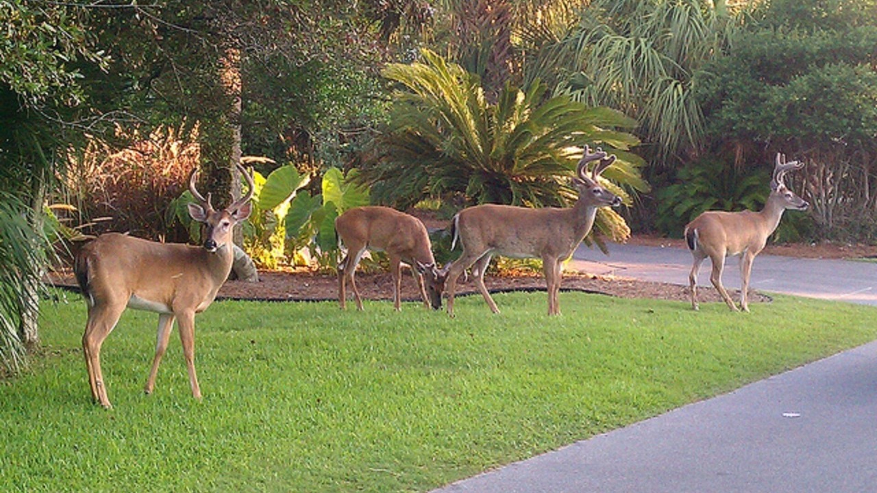 Photo of Outdoor in Saint Helena Island