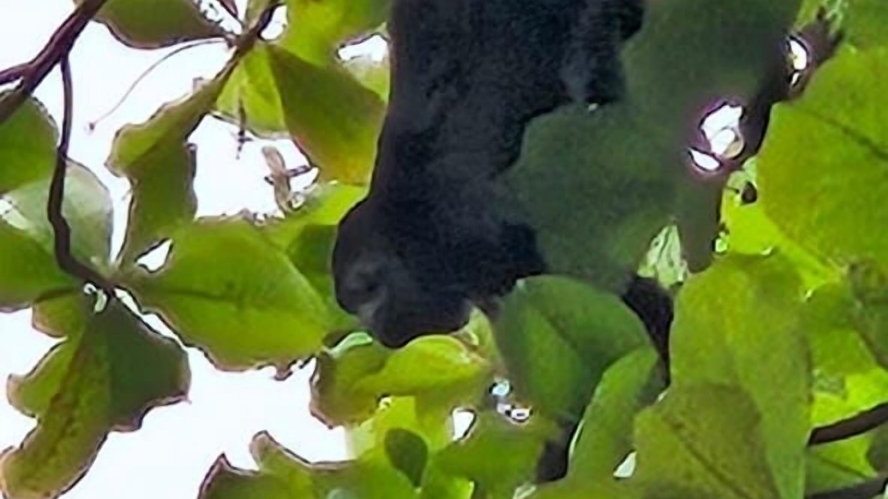 Photo of Others in Javilla