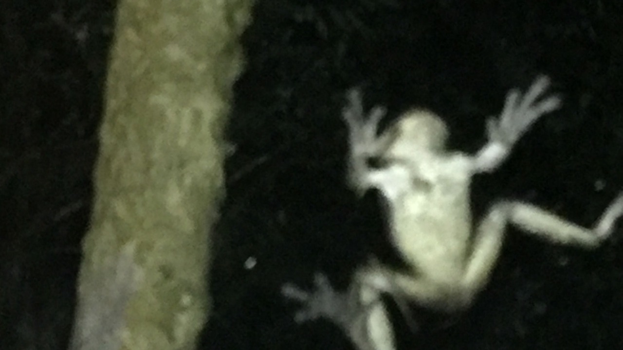 Photo of Outdoor in Arenal