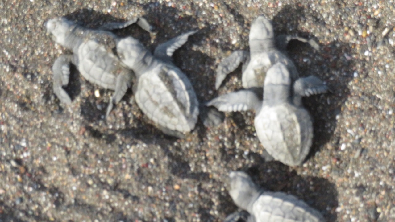 Photo of Others in Playa Azul