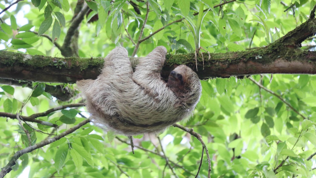 Photo of Outdoor in Cahuita