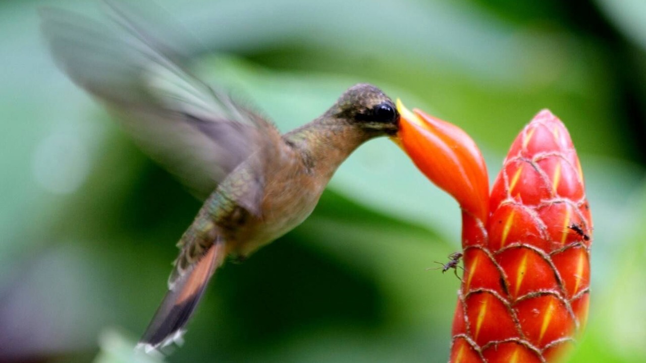 Photo of Others in Cahuita