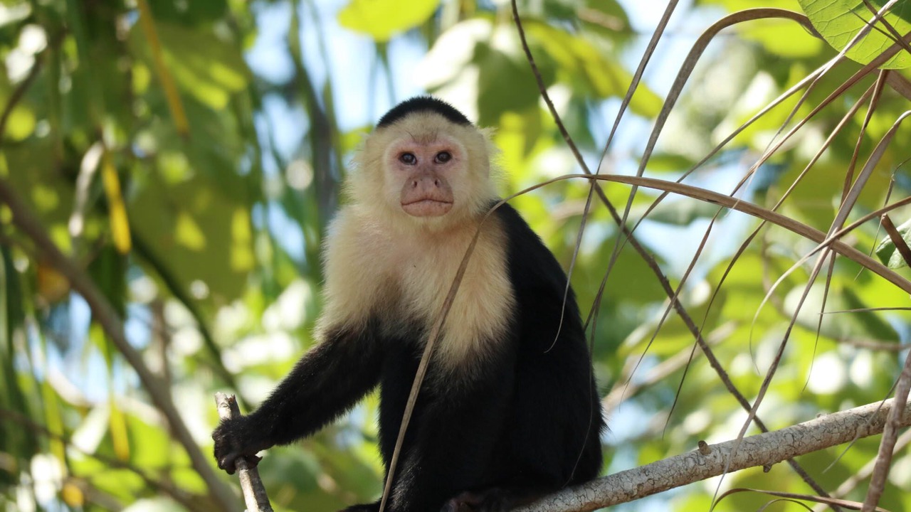 Photo of Others in Cahuita