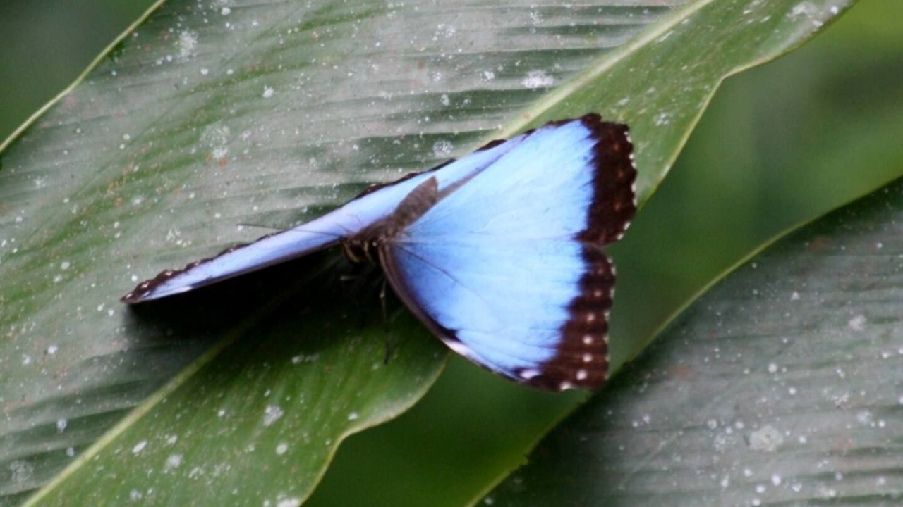 Photo of Others in Cahuita