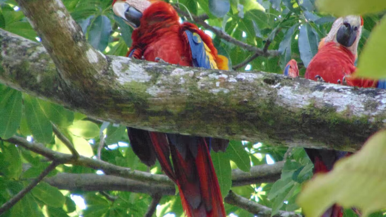 Photo of Others in Chachagua
