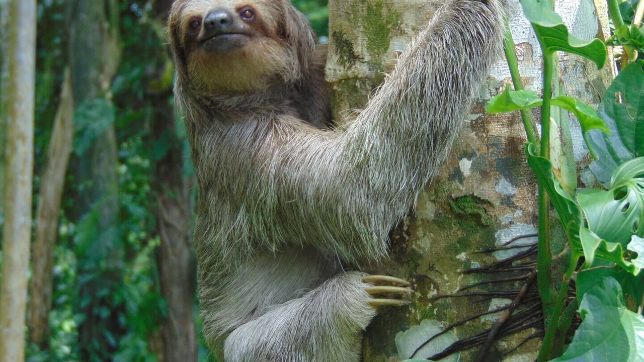 Photo of Others in Chachagua