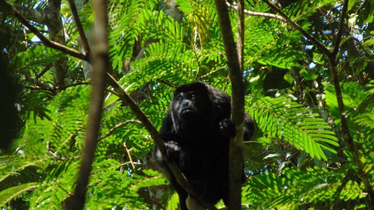 Photo of Others in Chachagua