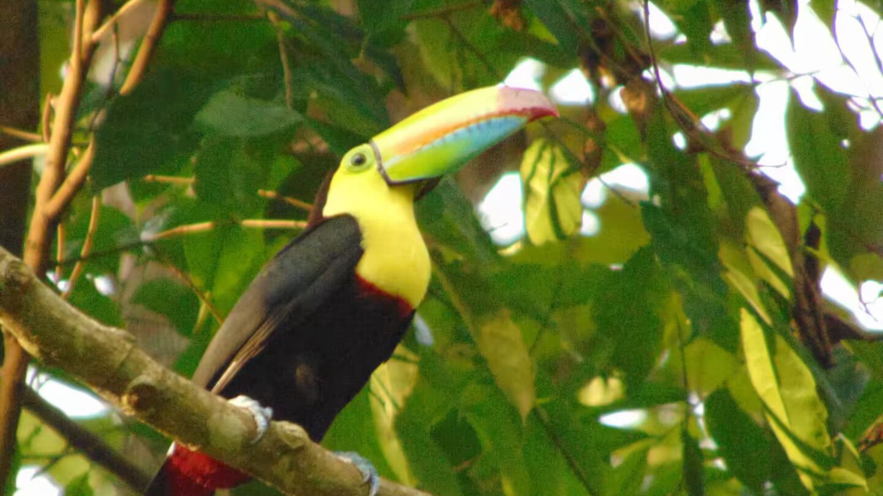 Photo of Others in Chachagua