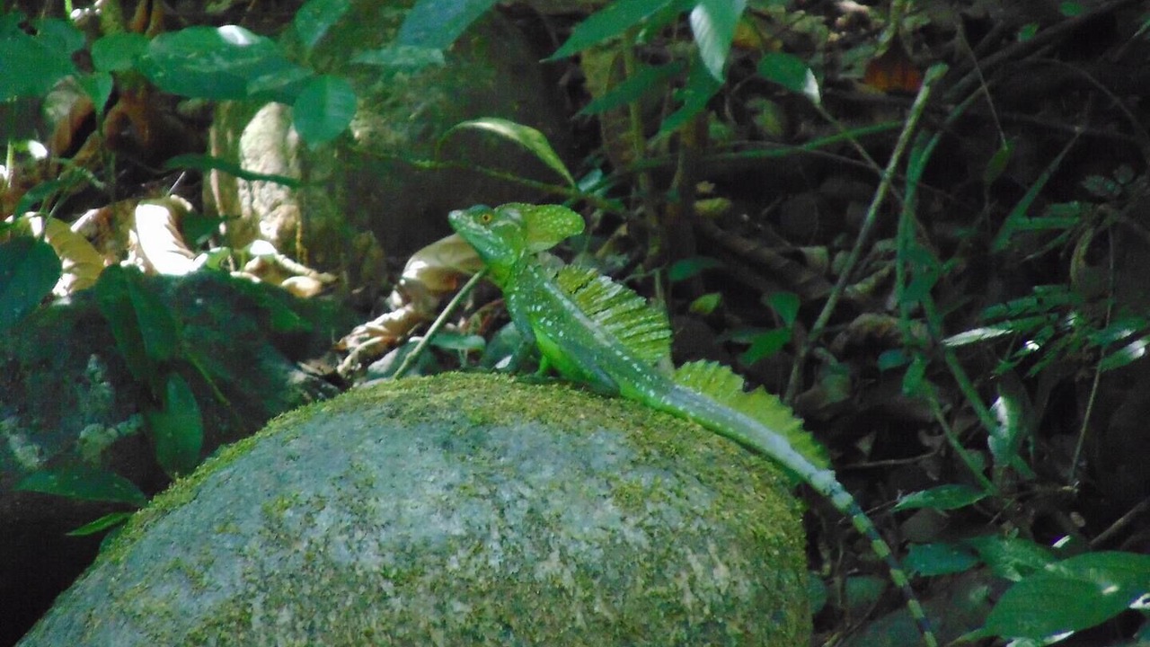 Photo of Others in Chachagua