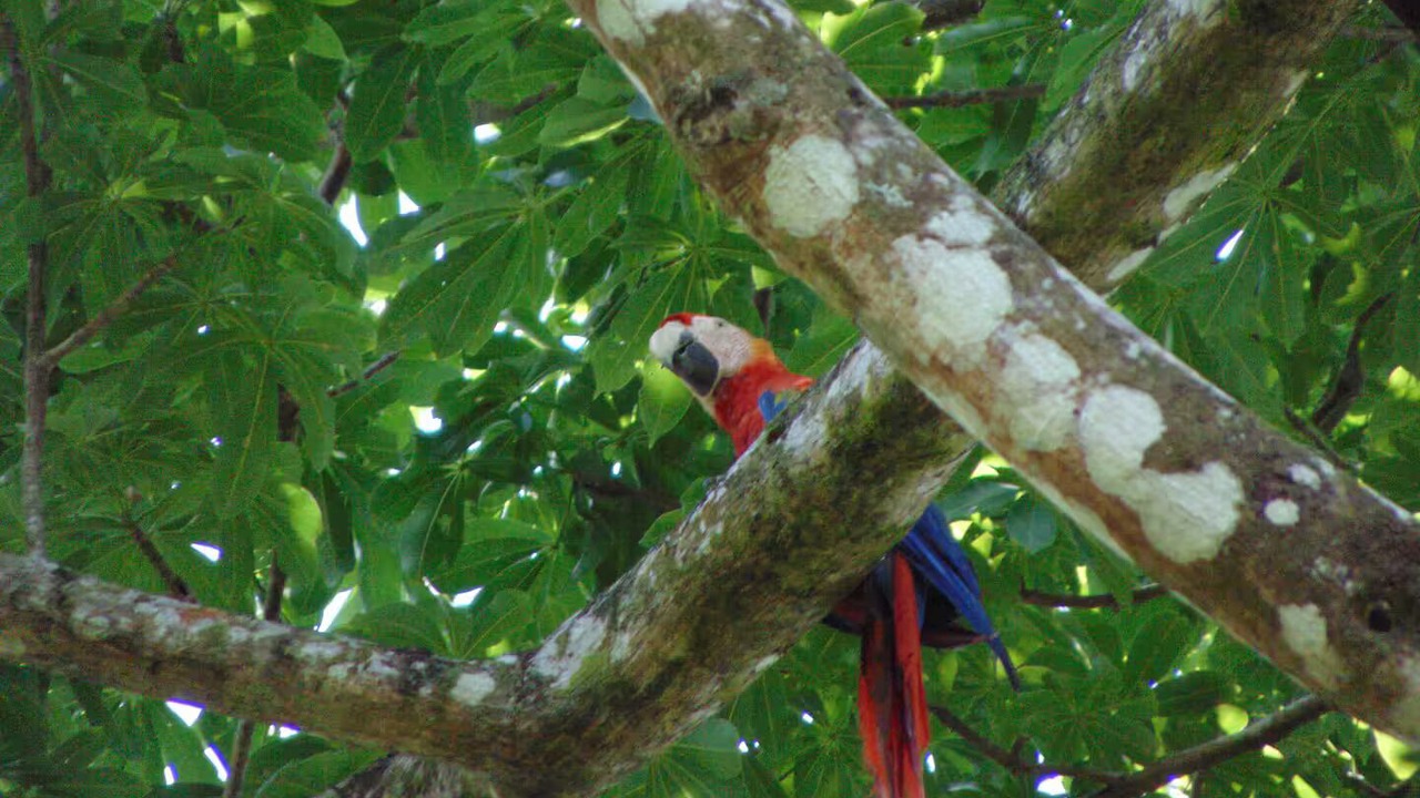 Photo of Others in Chachagua