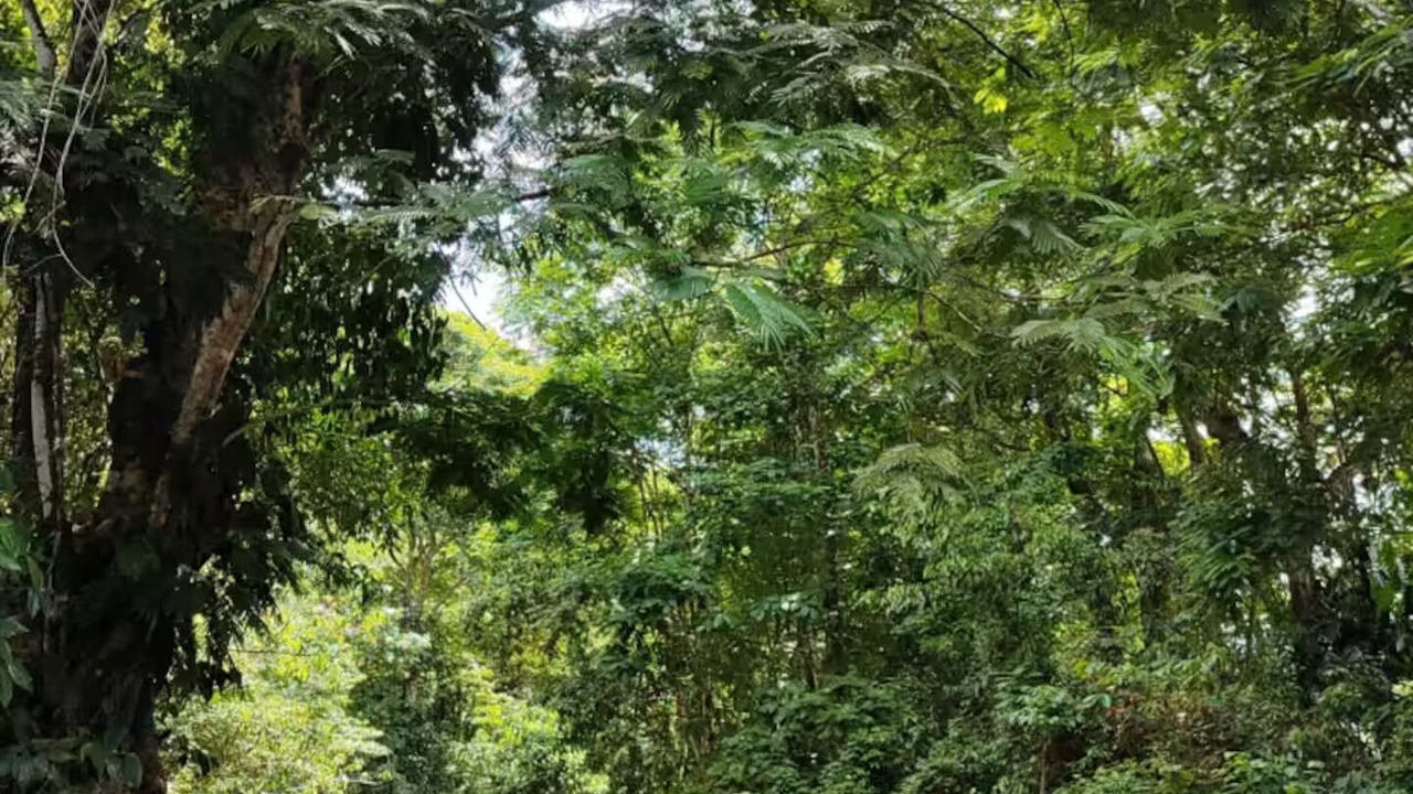 Photo of Others in Chachagua
