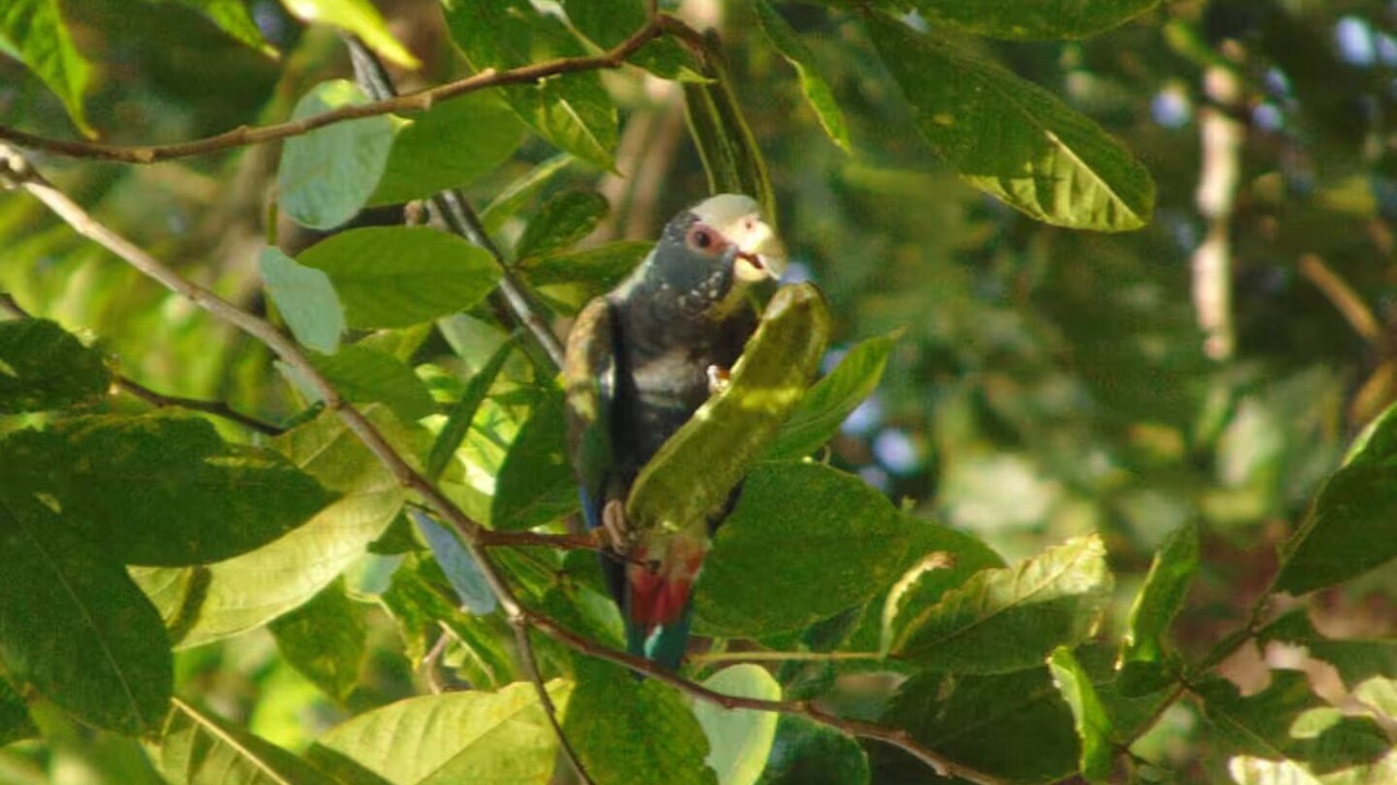 Photo of Others in Chachagua