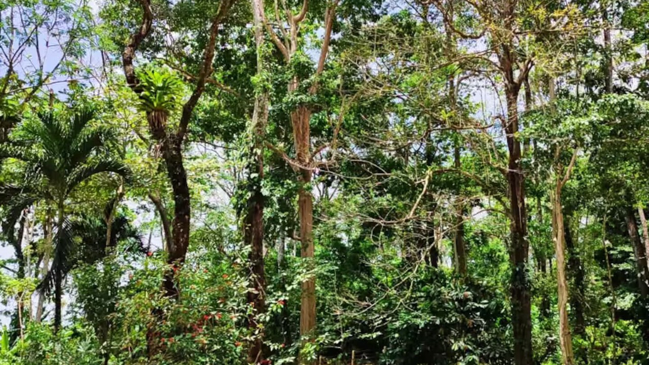 Photo of Others in Chachagua