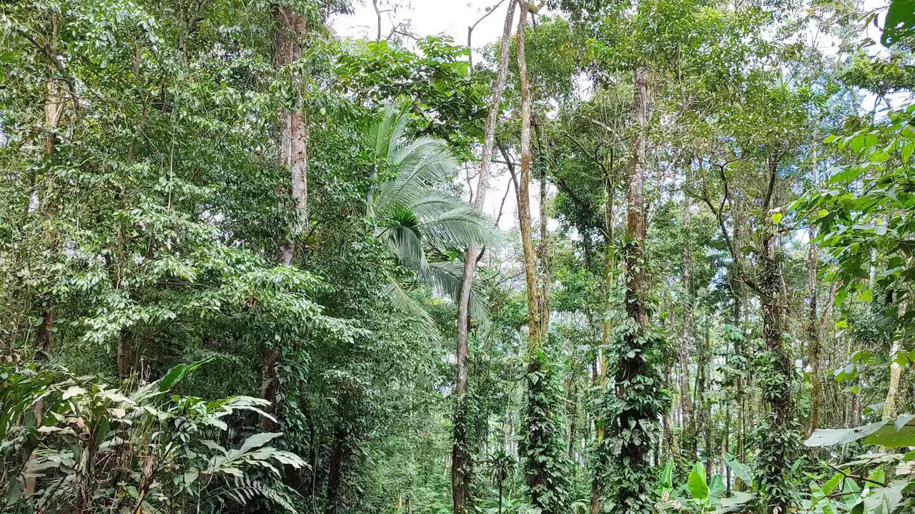 Photo of Others in Chachagua