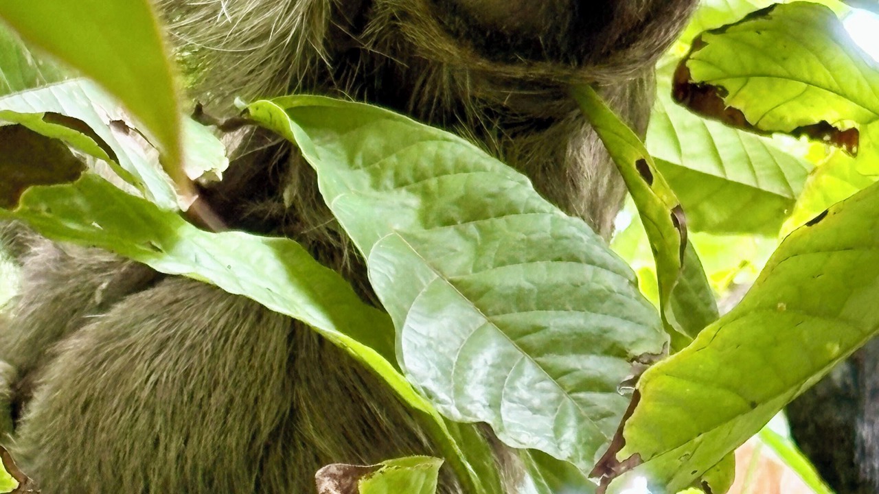 Photo of Others in Puerto Viejo de Talamanca