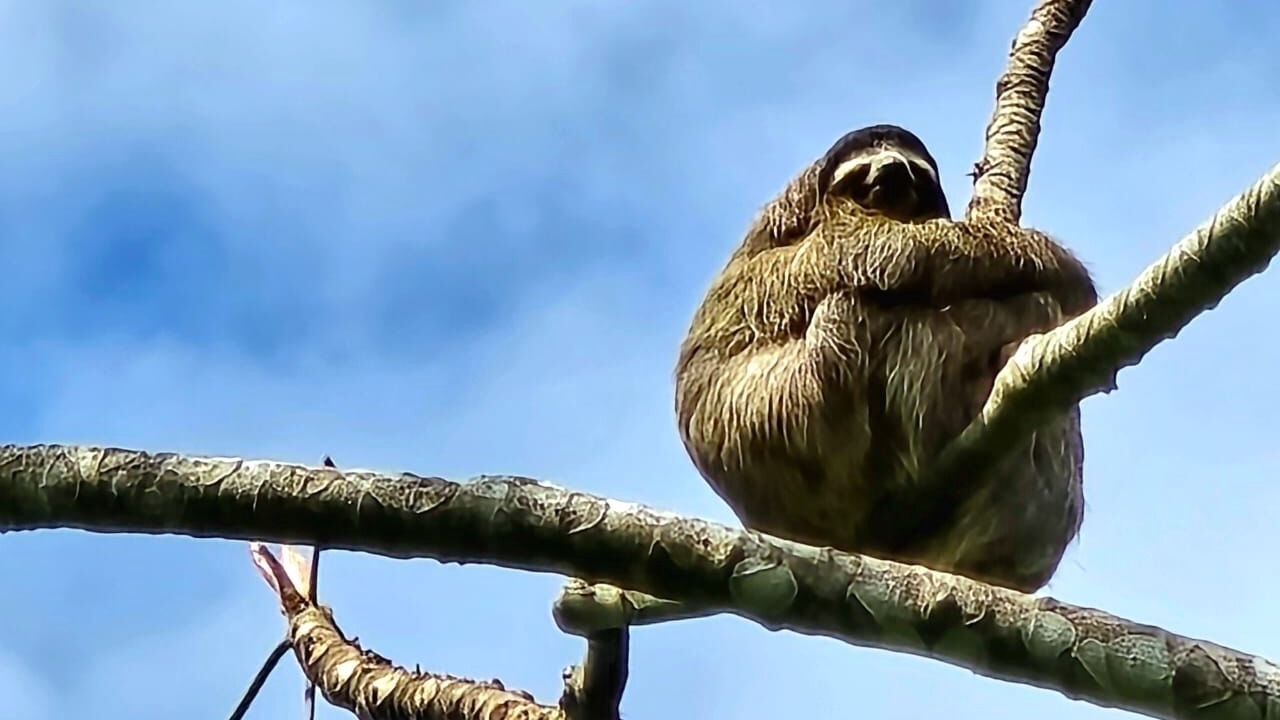 Photo of Others in Puerto Viejo de Talamanca