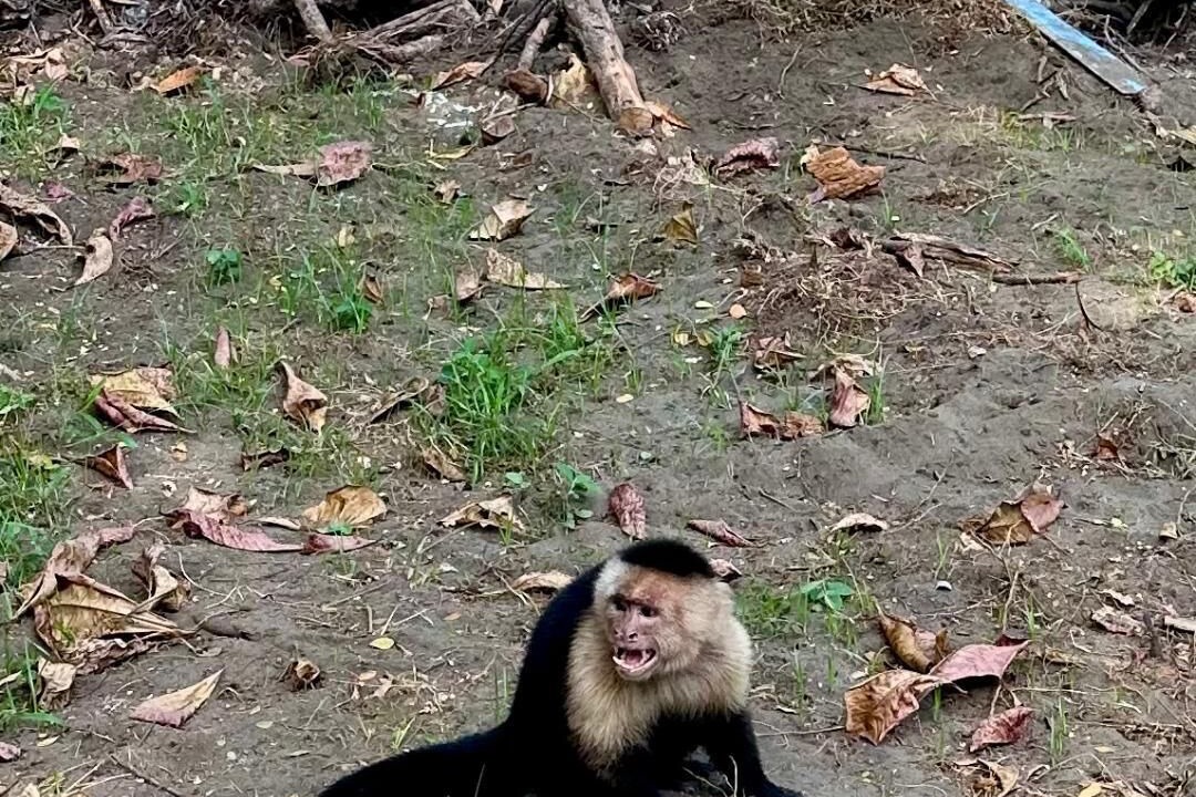 Photo of Others in Parrita
