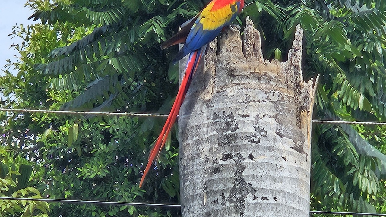 Photo of Others in Naranjito