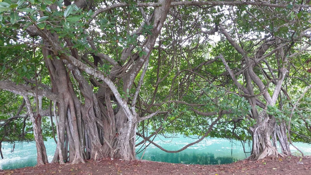 Photo of Outdoor in Javilla