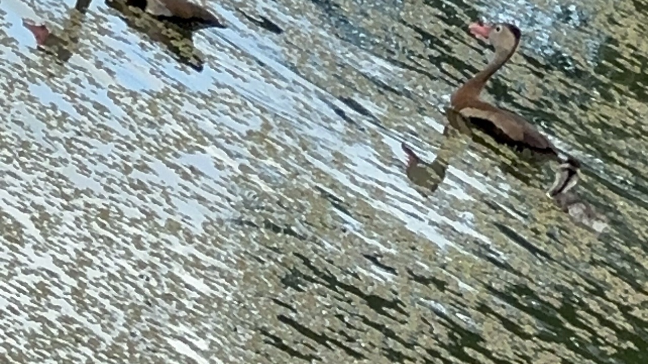 Photo of Others in Penjamo
