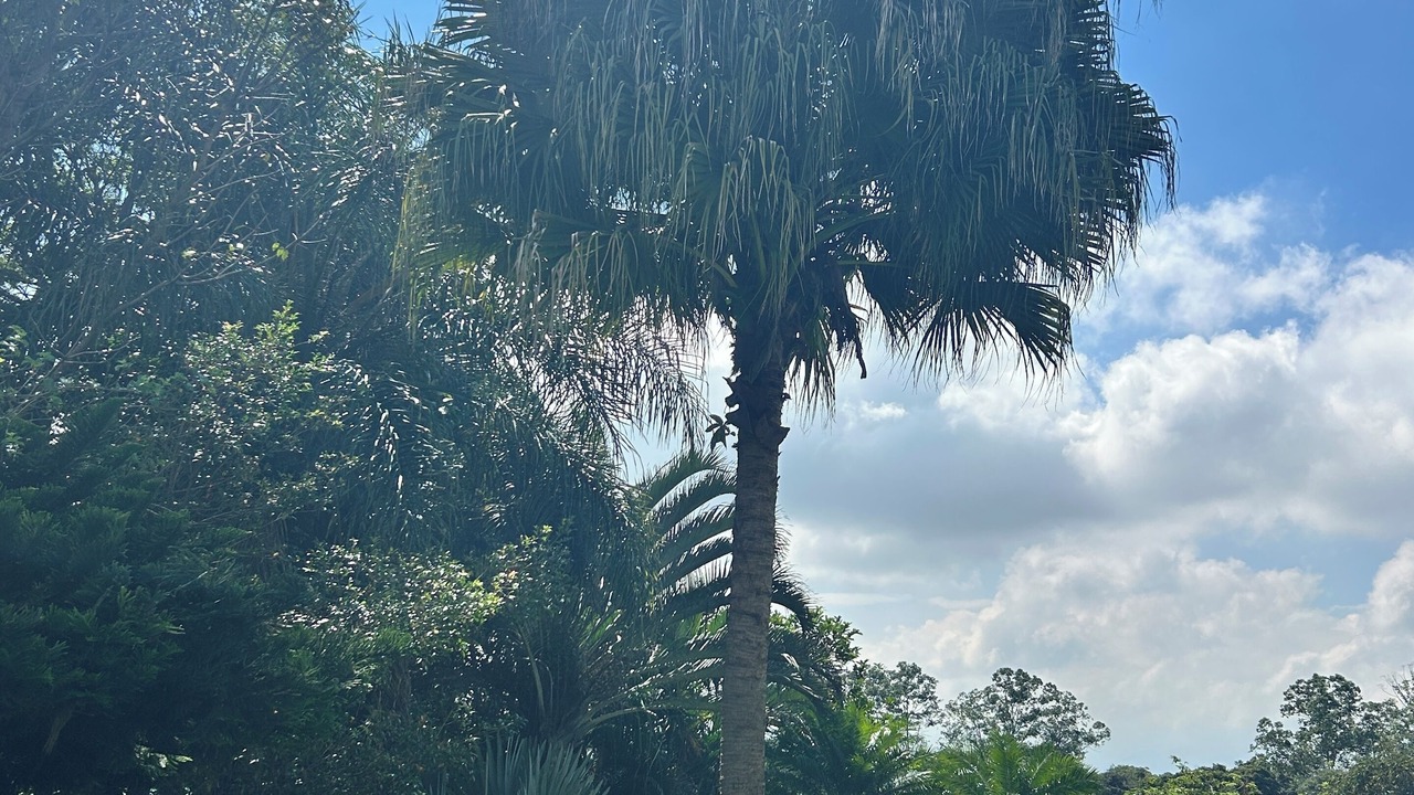 Photo of Others in Alajuela