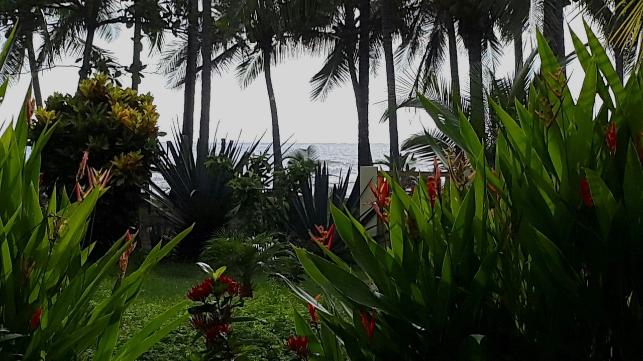 Photo of Outdoor in Playa Coyote