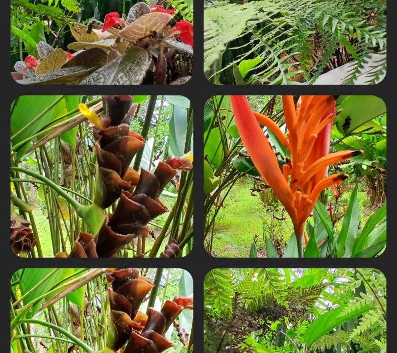 Photo of Others in La Fortuna