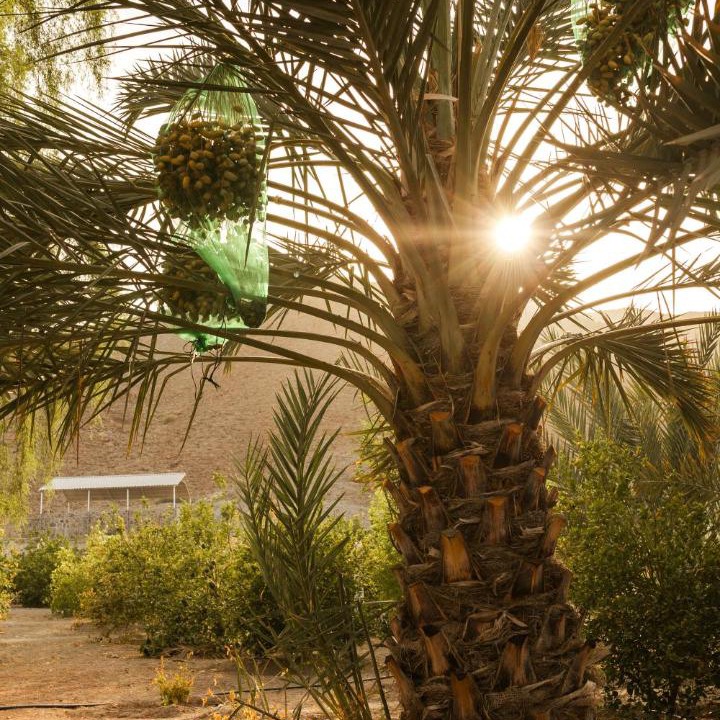 Photo of Others in Ras Al Khaimah