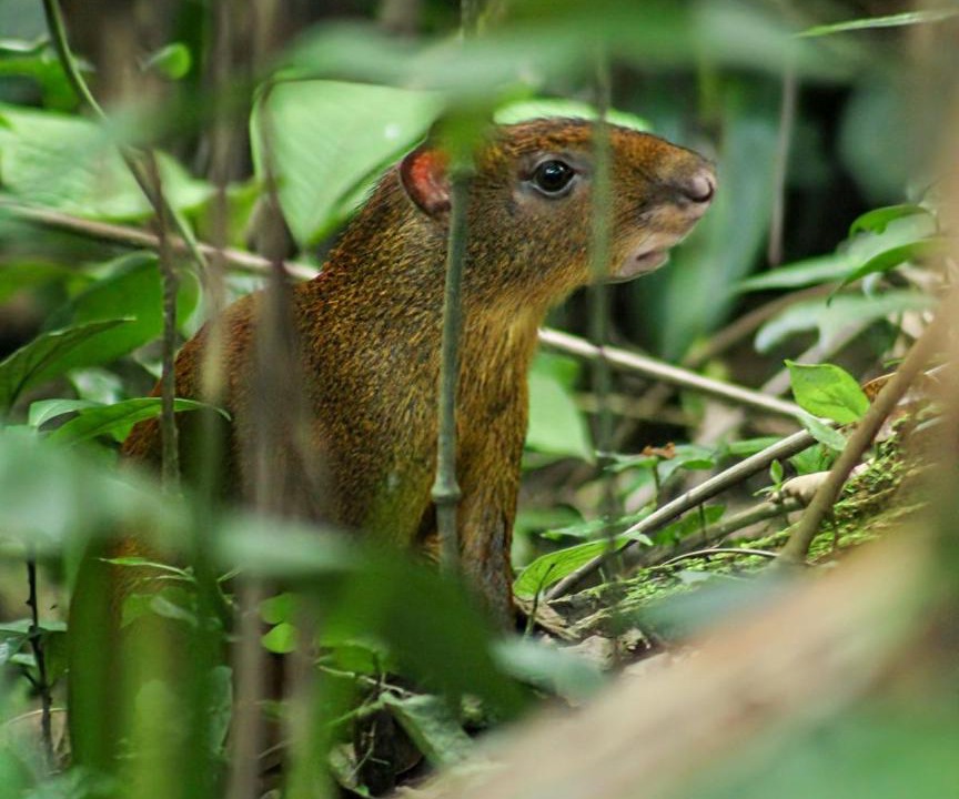 Photo of Others in La Fortuna