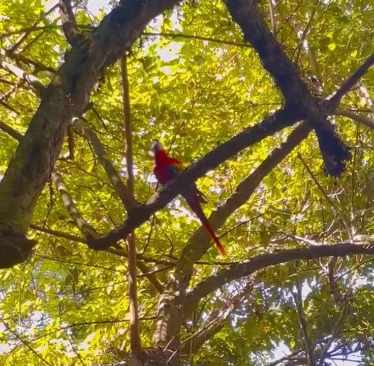 Photo of Others in Quepos
