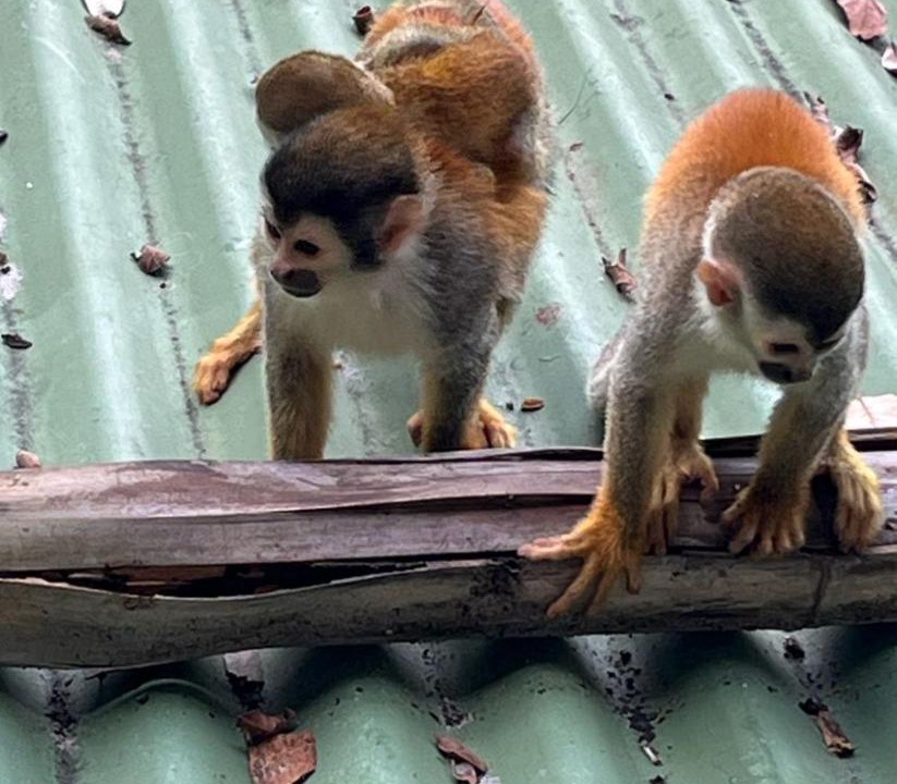 Photo of Others in Quepos