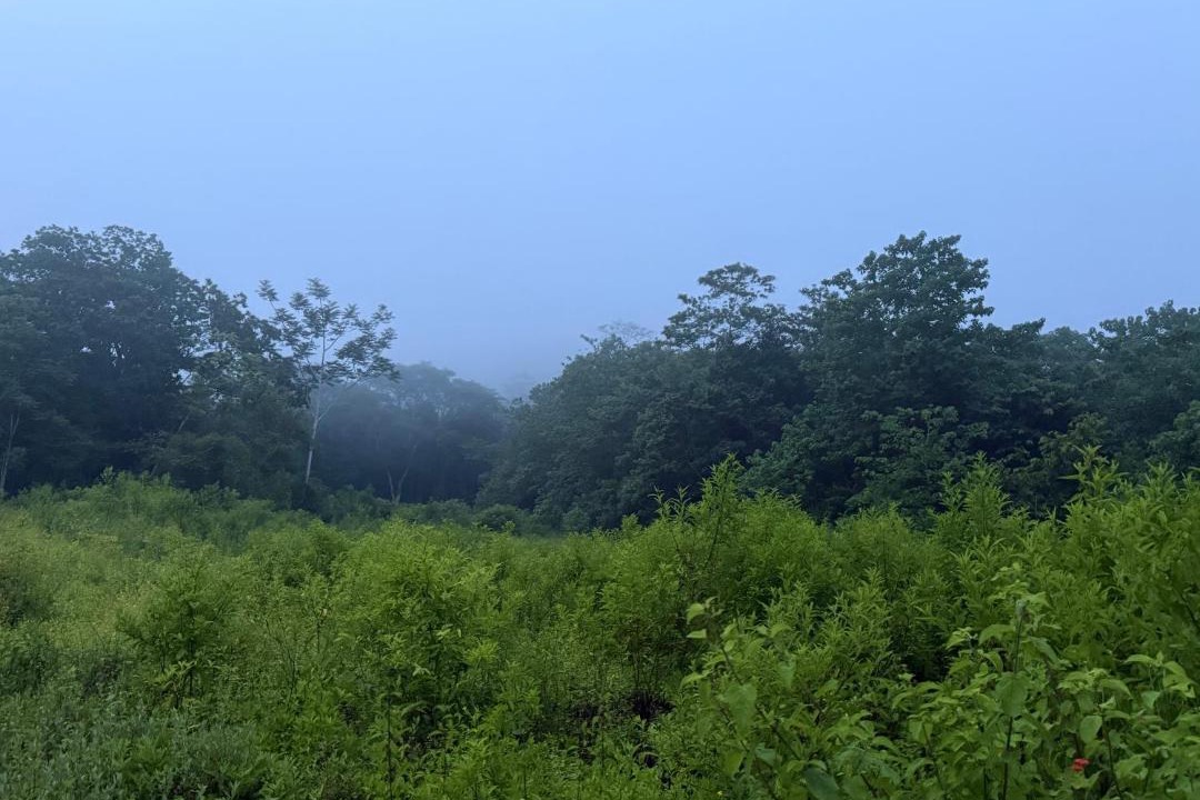 Photo of Others in Bejuco