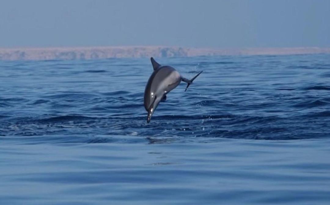 Photo of Others in Al Hadd