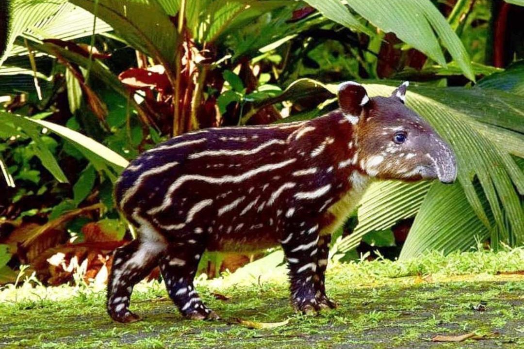 Photo of Others in Puerto Jimenez