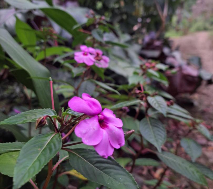 Photo of Outdoor in Pejibaye