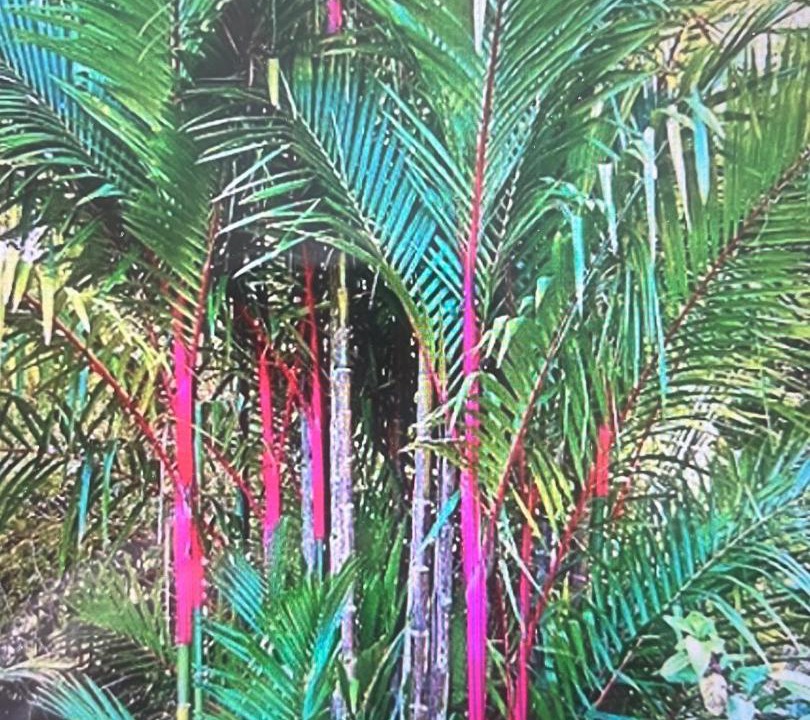 Photo of Others in Sierpe