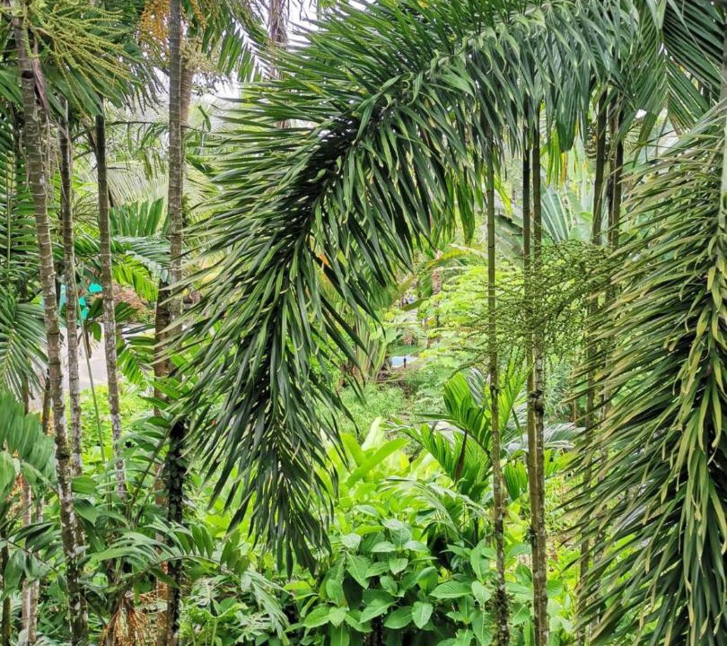 Photo of Others in Dominical