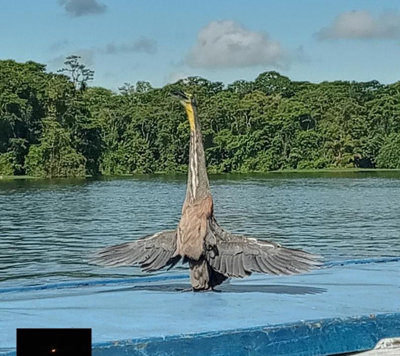 Photo of Others in Tortuguero