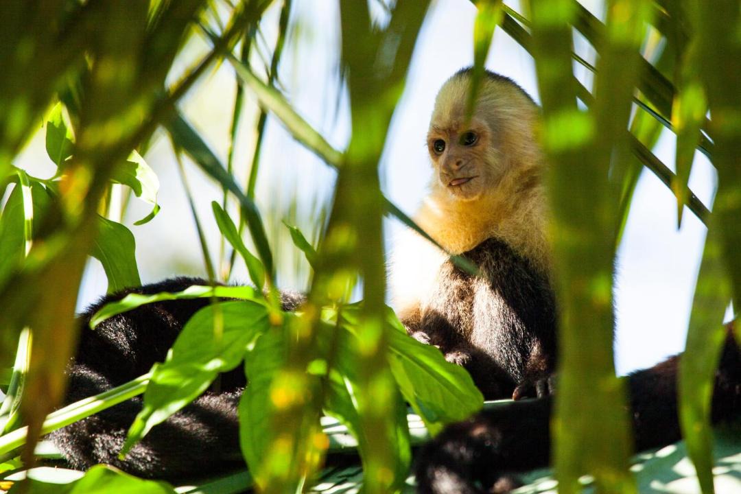 Photo of Others in Manuel Antonio