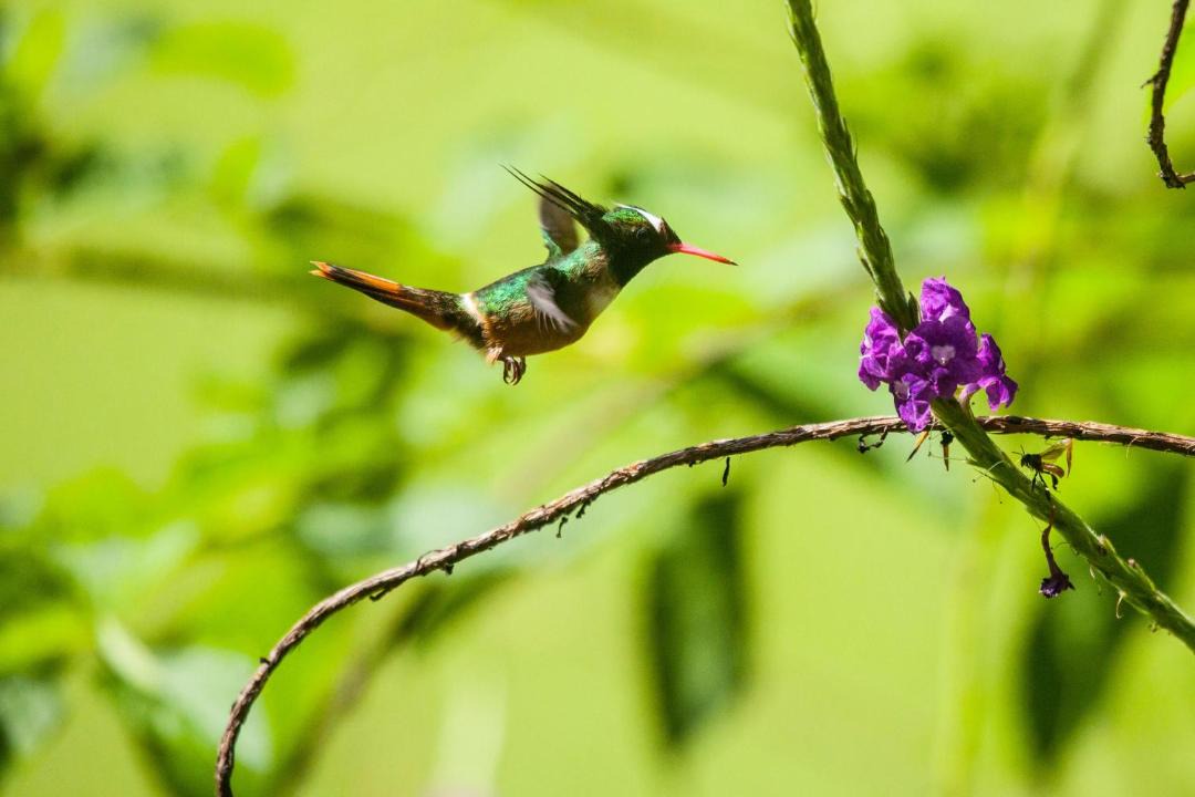 Photo of Others in Manuel Antonio