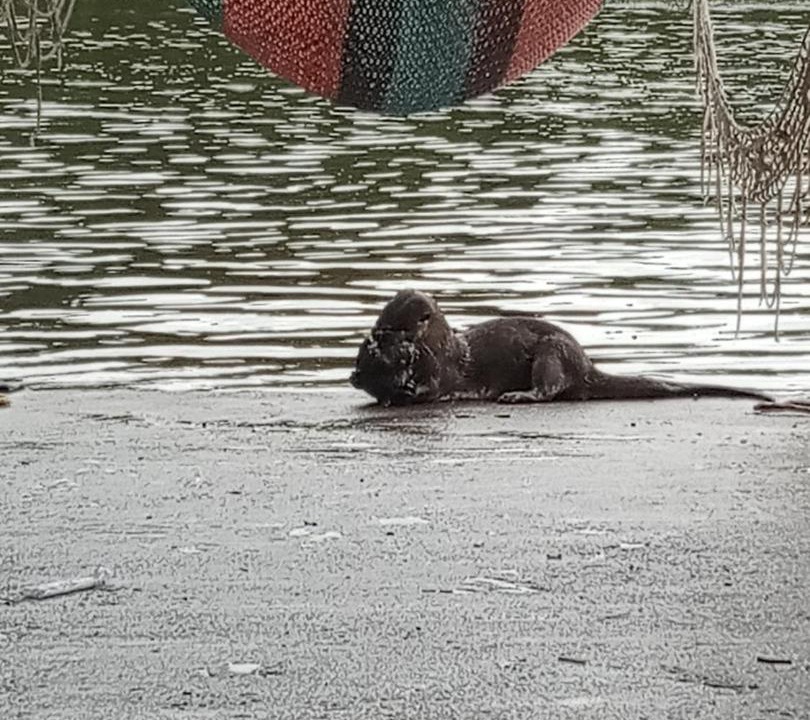 Photo of Others in Tortuguero