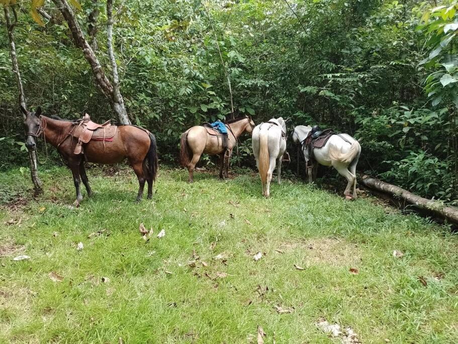 Photo of Others in Sierpe