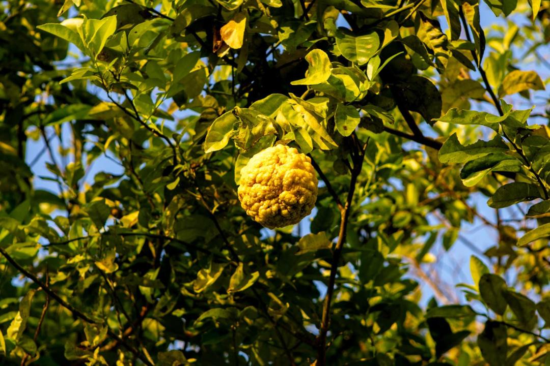 Photo of Others in Sierpe