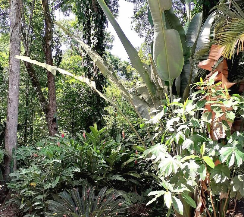 Photo of Others in Puerto Viejo de Talamanca