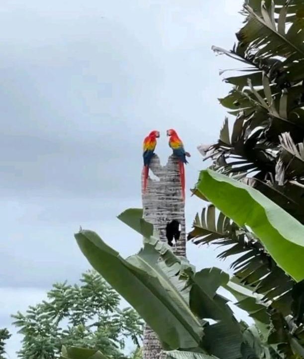 Photo of Others in Puerto Viejo de Talamanca