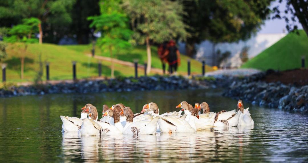 Photo of Others in Ras Al Khaimah
