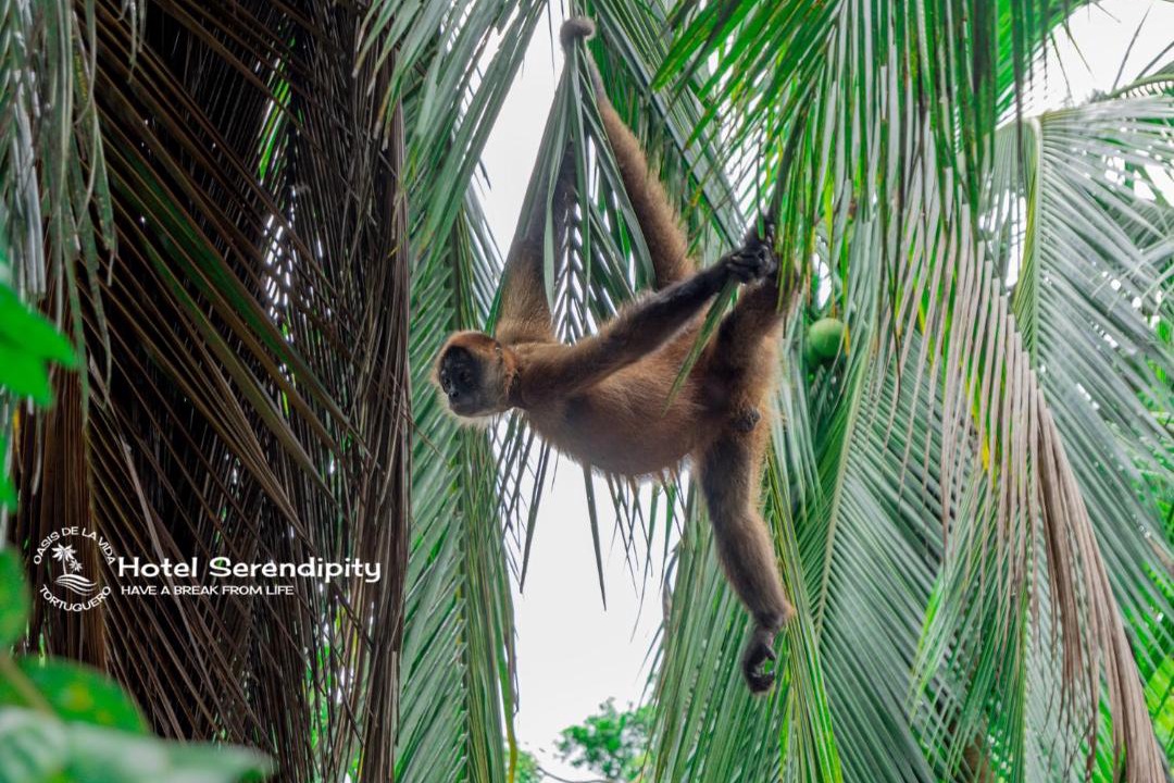 Photo of Others in Tortuguero