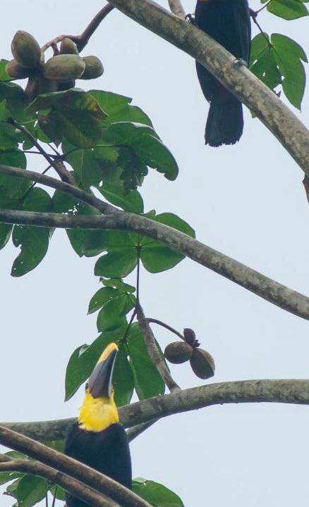 Photo of Others in Pavones