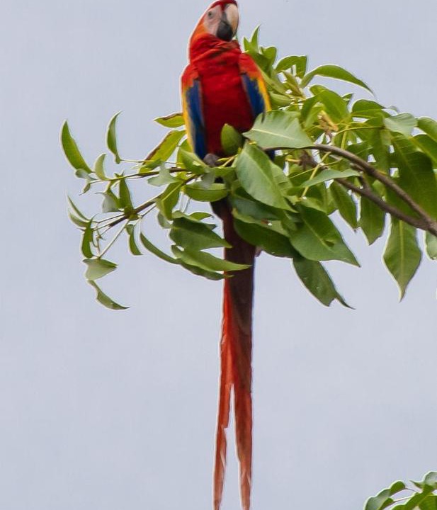 Photo of Others in Pavones