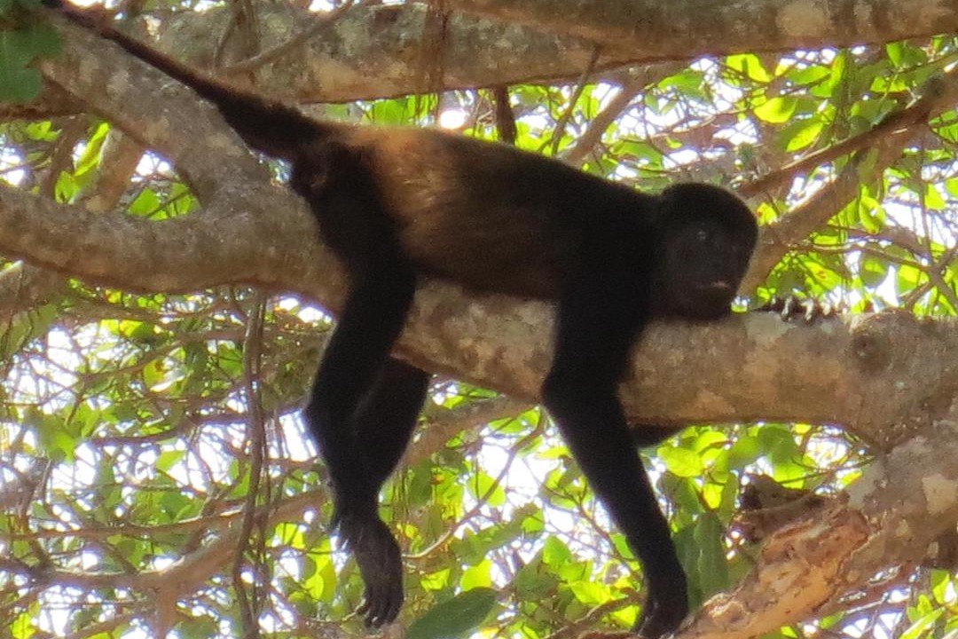 Photo of Others in Playa Negra
